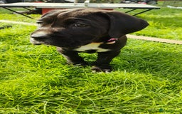 Mixed Breed dogs for sale: Cane Corso x Puppies  - Image 10