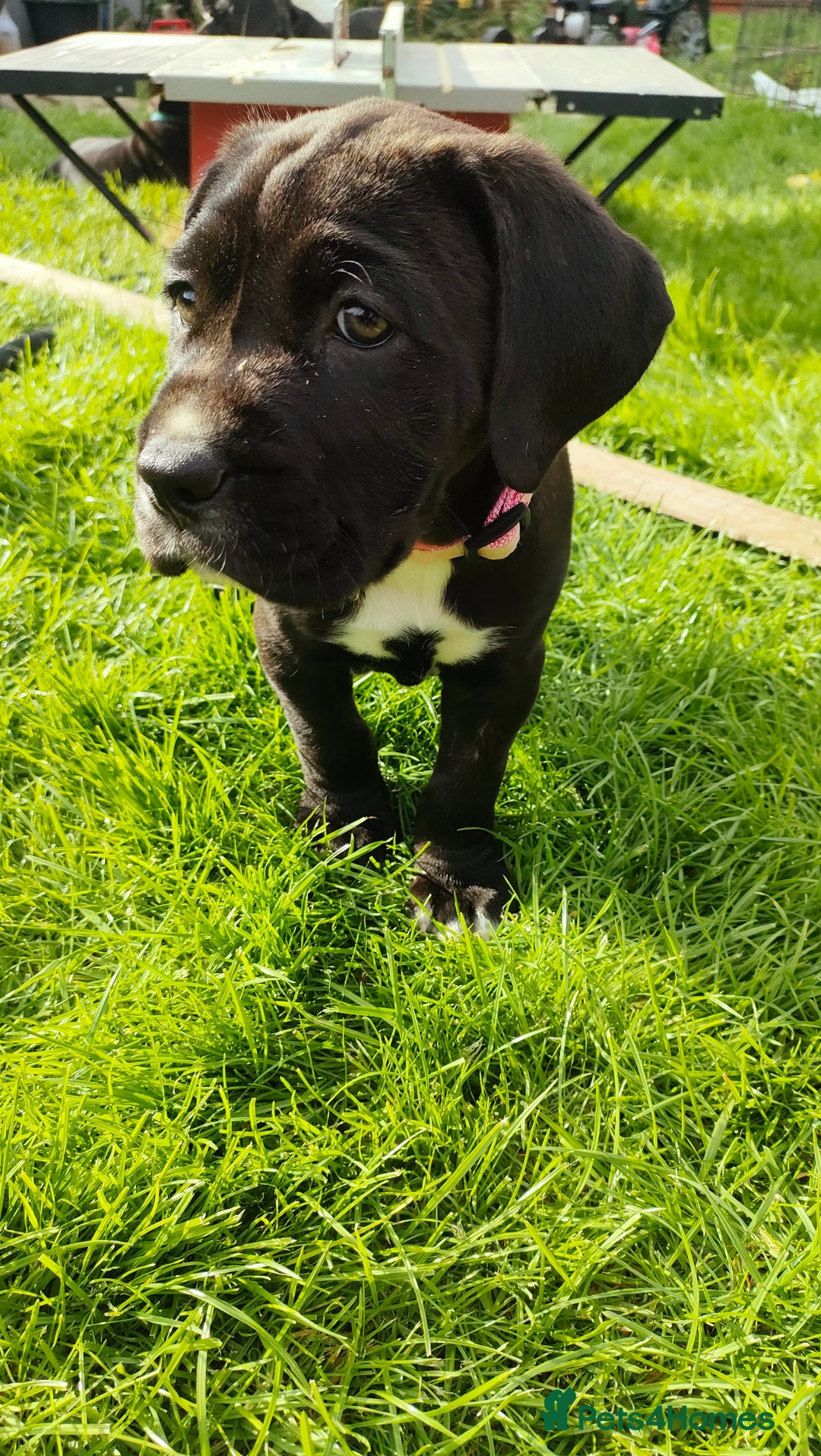 Mixed Breed dogs for sale: Cane Corso x Puppies  - Image 10
