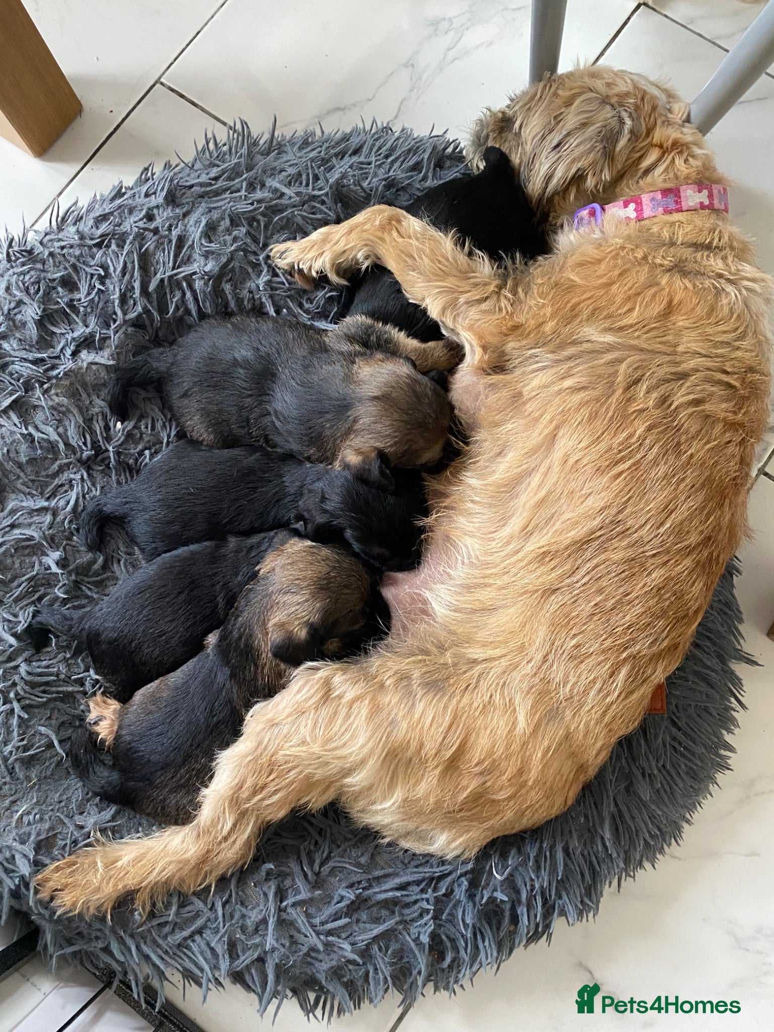 Border Terrier dogs Border terrier KC registered  - Advert 3