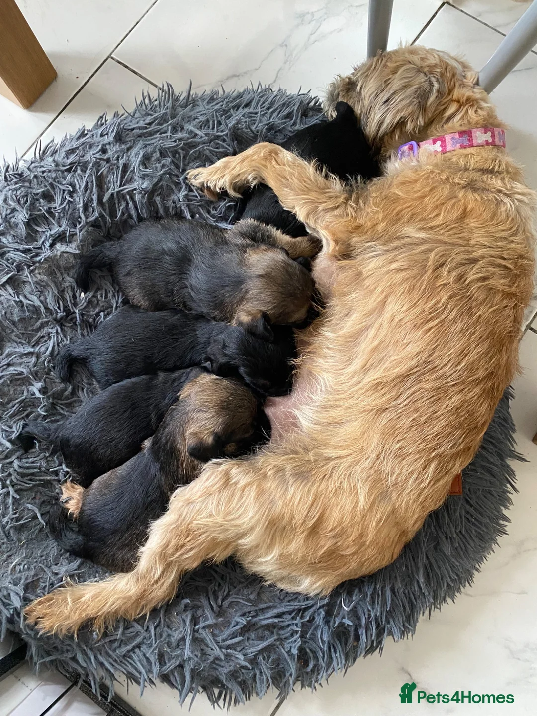Border Terrier dogs for sale: Border terrier KC registered  in Loughborough - Advert 1