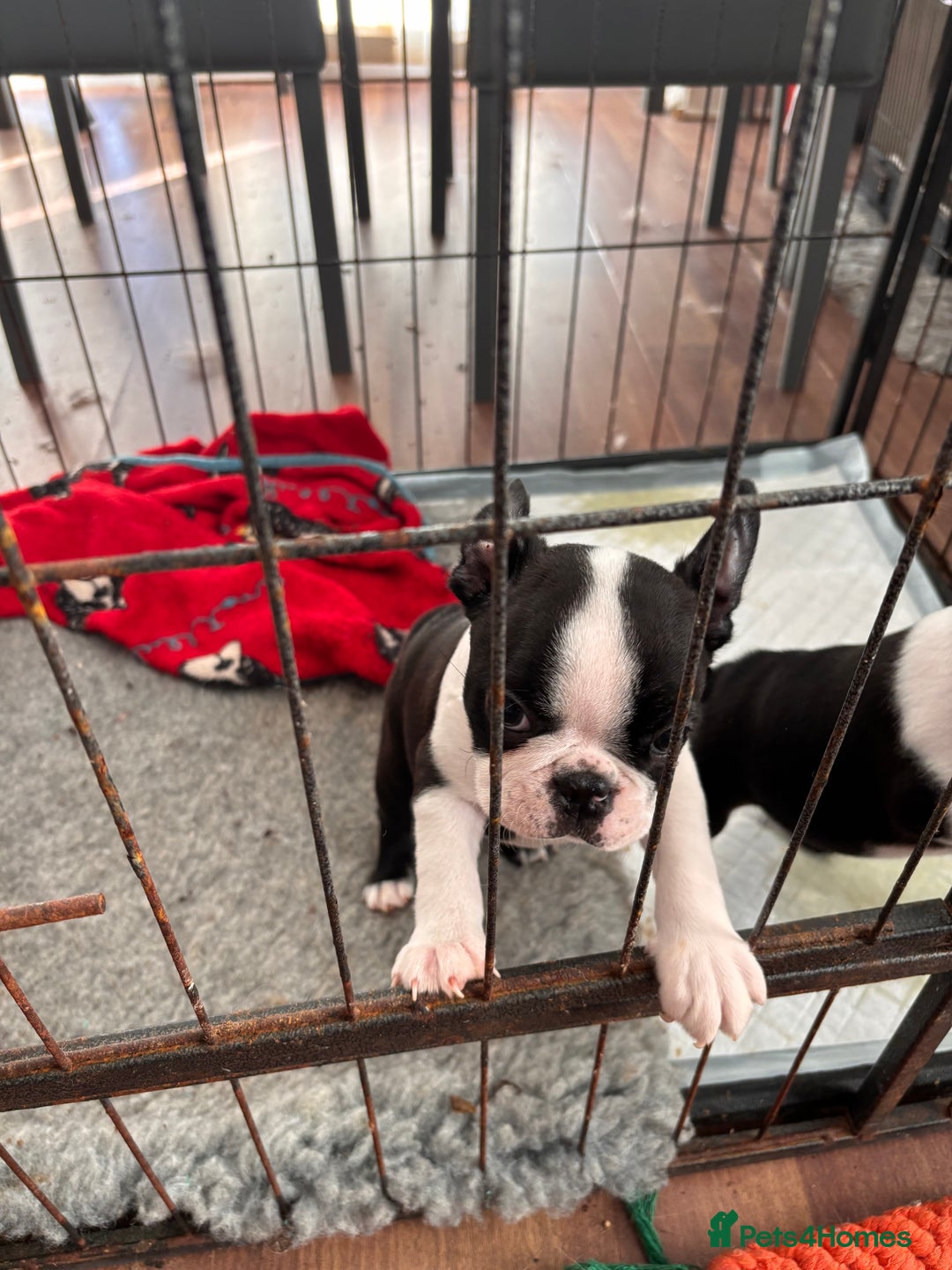 Boston Terrier dogs for sale: Stunning Boston terrier pups - Advert 6