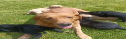 Labrador Retriever dogs for sale:  Labradoodle puppies toybpoodle in Durham - Advert 1