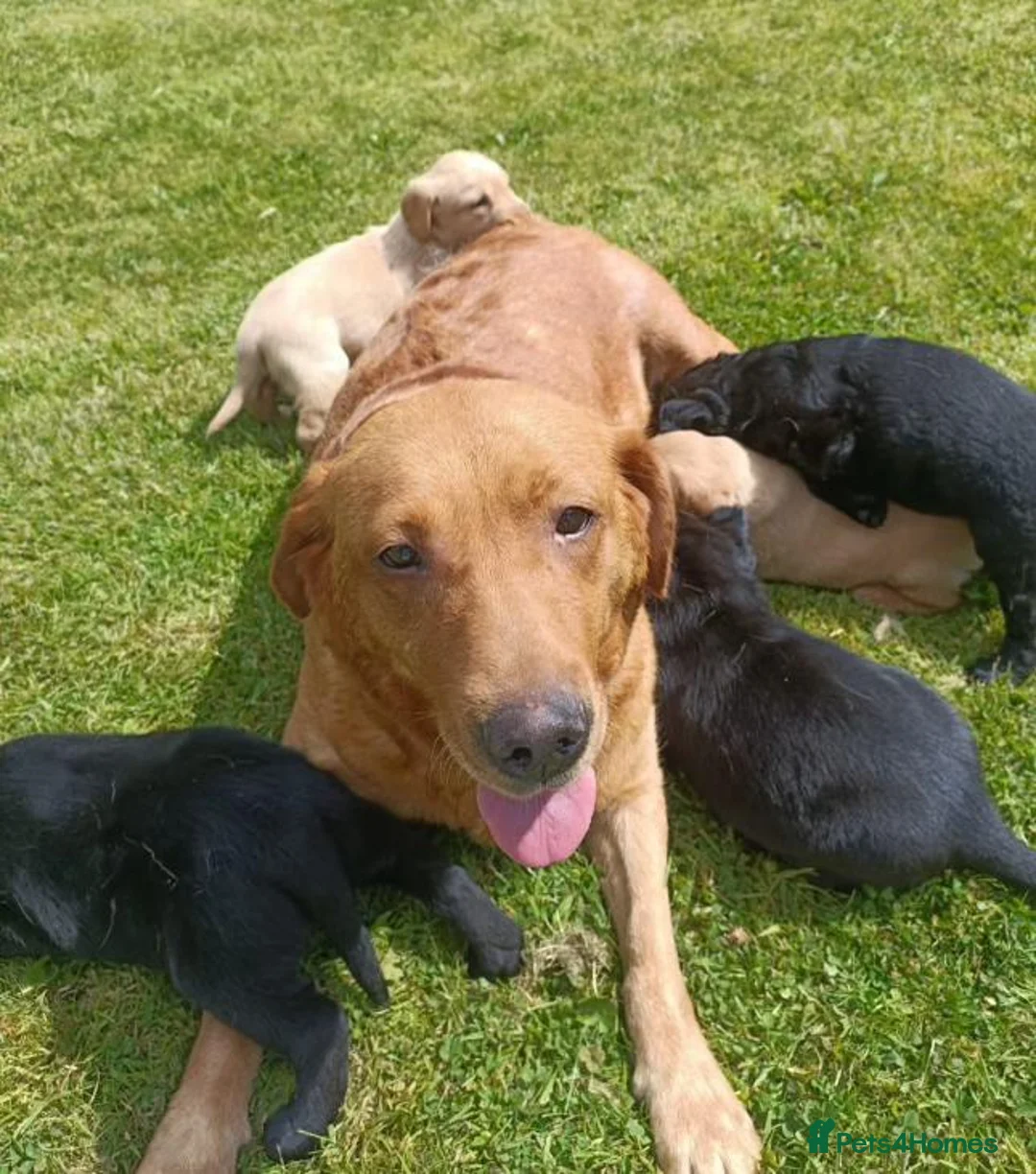 Labrador Retriever dogs for sale:  Labradoodle puppies toybpoodle in Durham - Advert 1