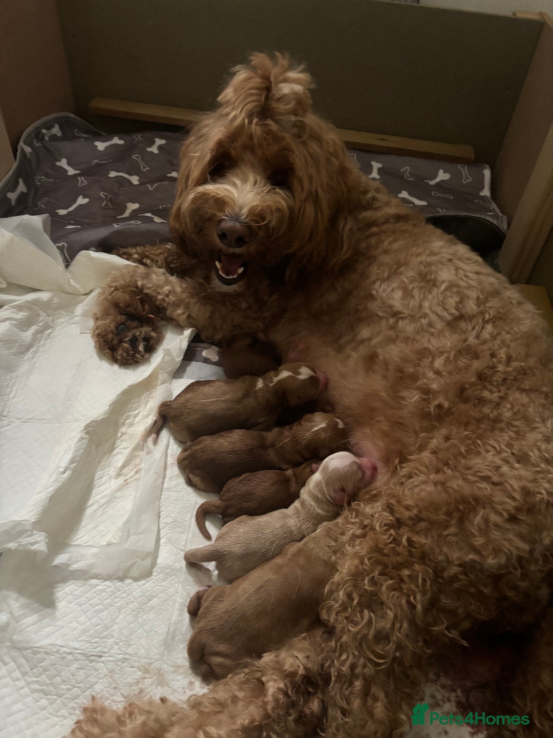 Australian Labradoodle dogs for sale: Pure Australian Labradoodle Puppies ready 30/09/25 - Image 22