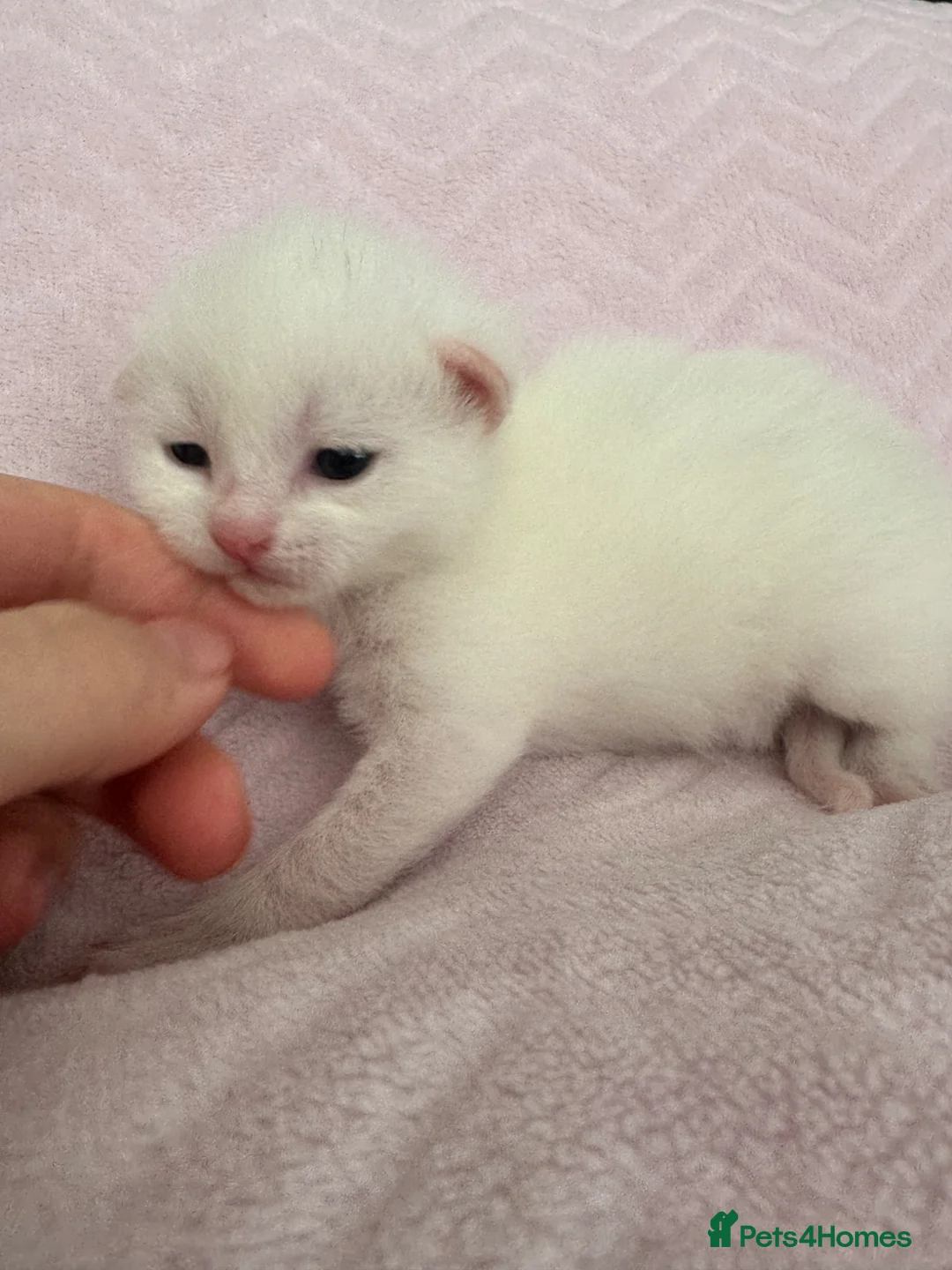 Mixed Breed cats for sale: Beautiful kittens for sale  - Advert 20