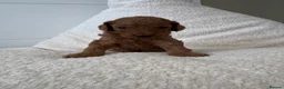 Toy Poodle dogs for sale: Tiny Toy Poodle Puppies 🐾  - Advert 1