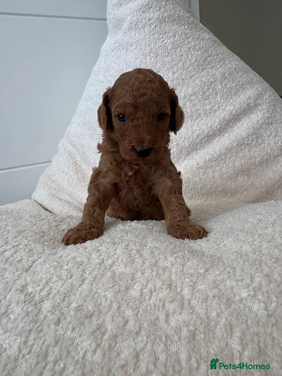 Toy Poodle dogs for sale: Tiny Toy Poodle Puppies 🐾  - Advert 1