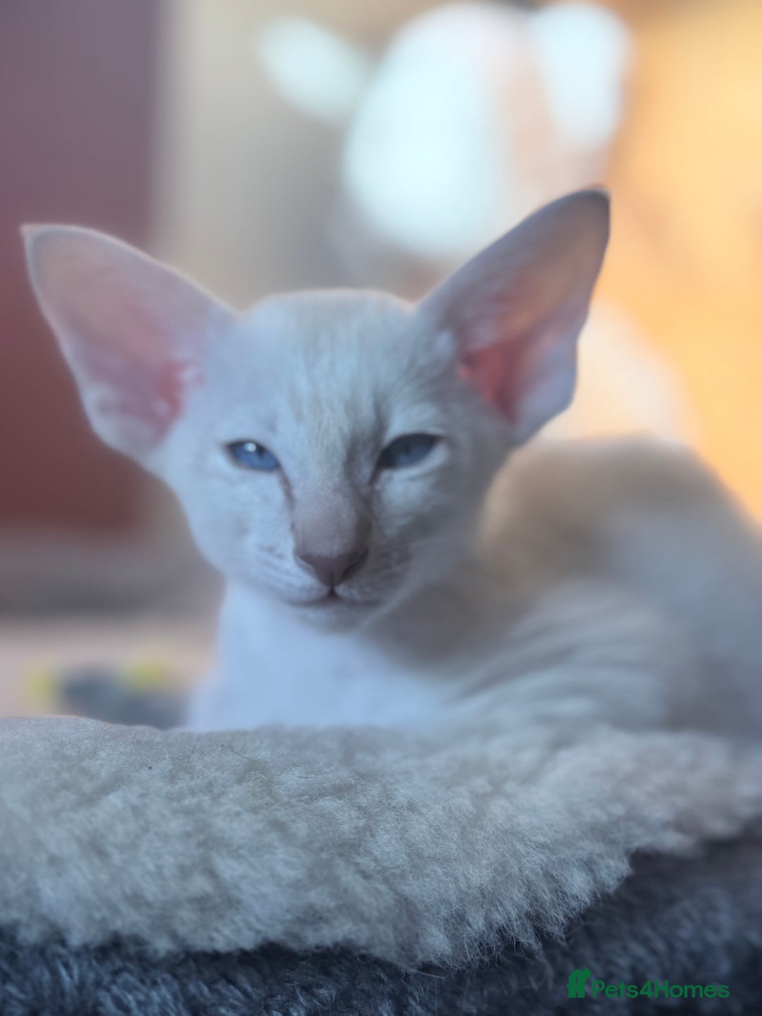 Siamese cats for sale: Cute Siamese babies - Advert 4