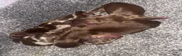 Miniature Dachshund dogs for sale: Miniture dachshund puppies  - Advert 5