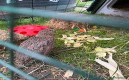 Quail poultry for sale: MALE COTURNIX QUAIL FOR SALE - 10 WEEK OLD  - Image 4