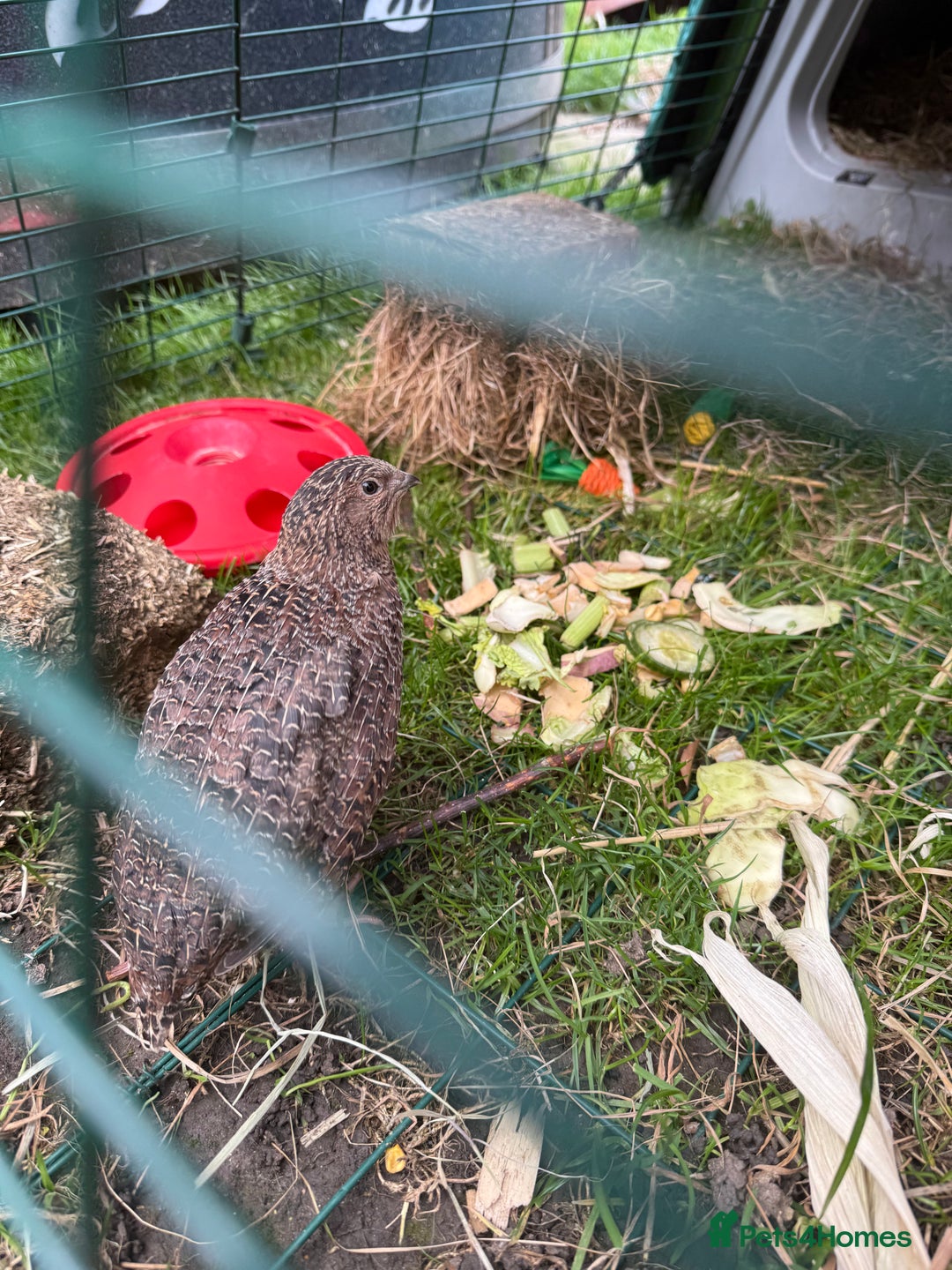 Quail poultry for sale: MALE COTURNIX QUAIL FOR SALE - 10 WEEK OLD  - Image 4
