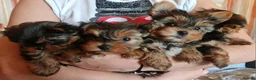 Yorkshire Terrier dogs for sale: Mini Yorkshire Terrier - Advert 1