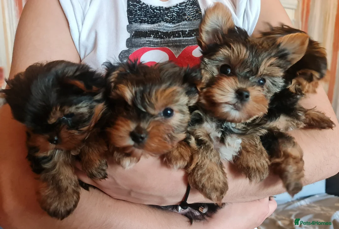Yorkshire Terrier dogs for sale: Mini Yorkshire Terrier - Advert 1