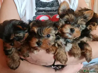 Yorkshire Terrier dogs Mini Yorkshire Terrier - Advert 9