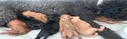 Cavapoo dogs for sale: F1B Cavapoo pups looking for their forever home in Cheltenham - Advert 17