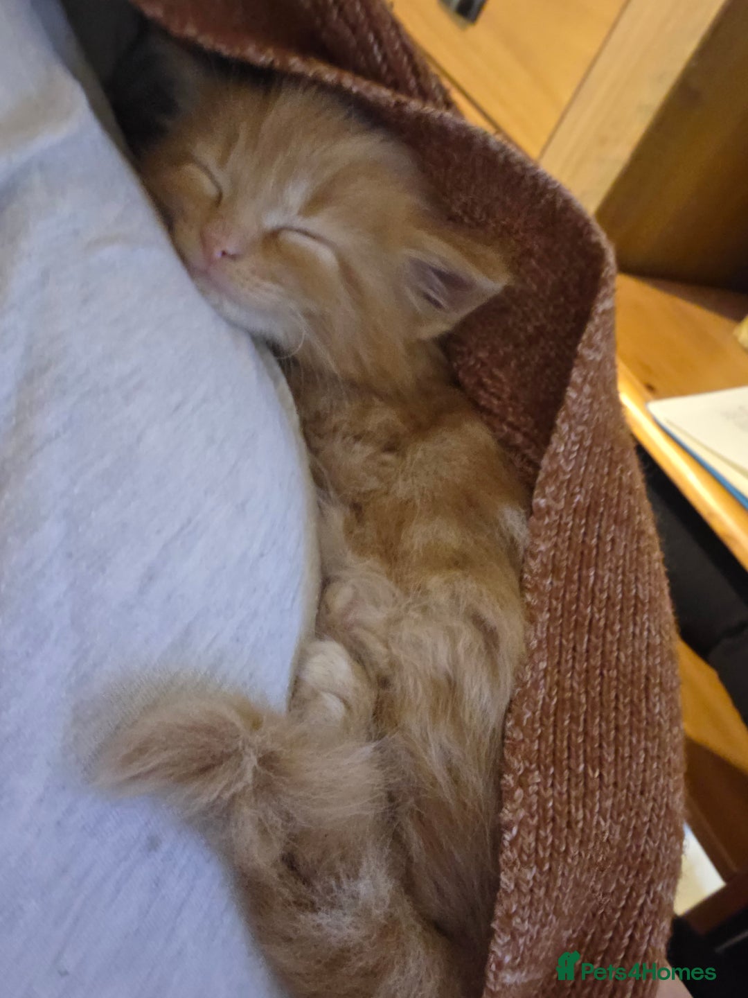 Maine Coon cats for sale: Fluffy ginger and cream maine coon cross kittens - Image 8