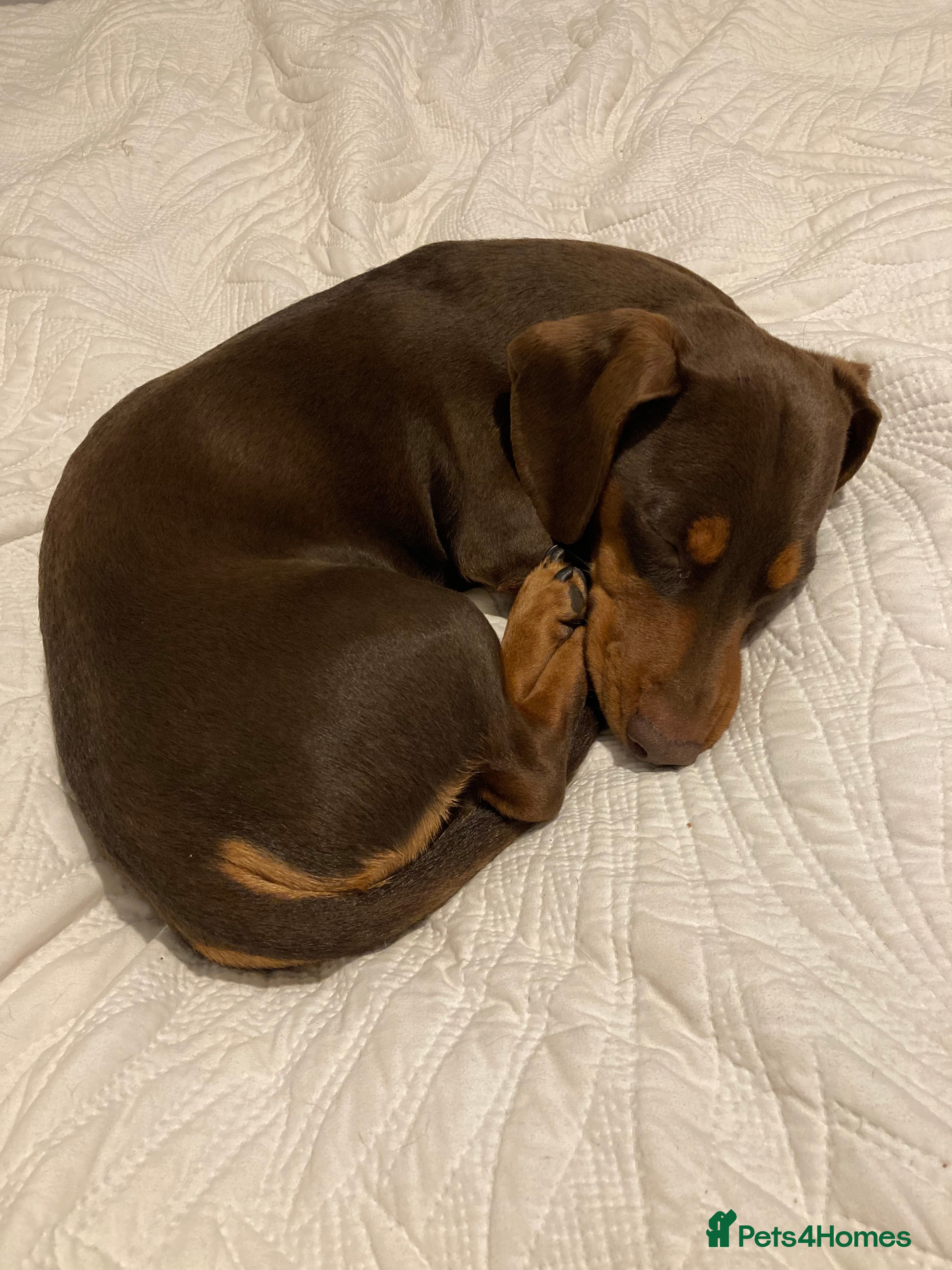 Miniature Dachshund dogs Miniature Dachshund for stud - Advert 3