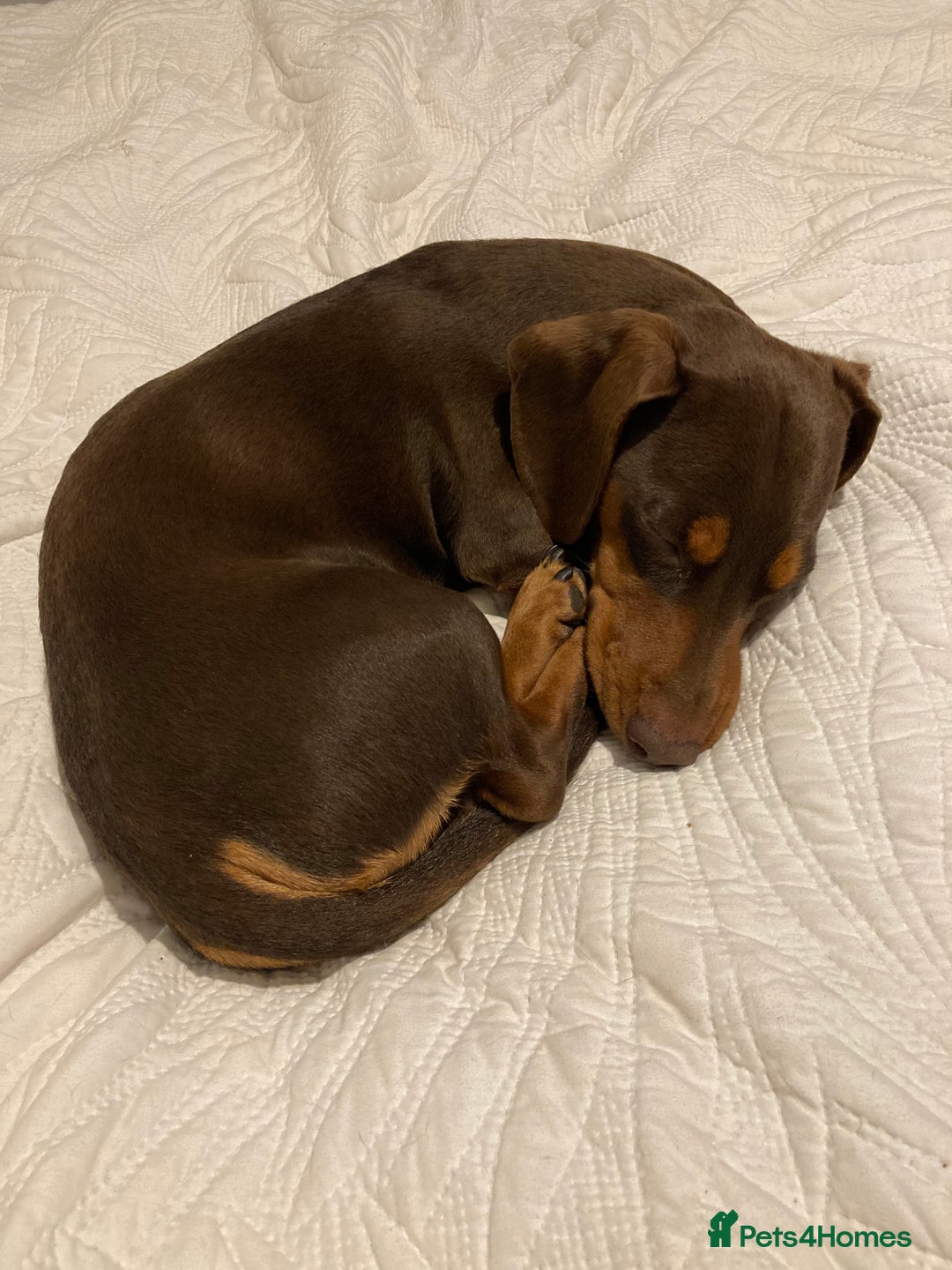 Miniature Dachshund dogs for stud: Miniature Dachshund for stud - Advert 1