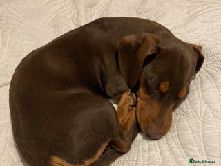 Miniature Dachshund dogs Miniature Dachshund for stud - Advert 3