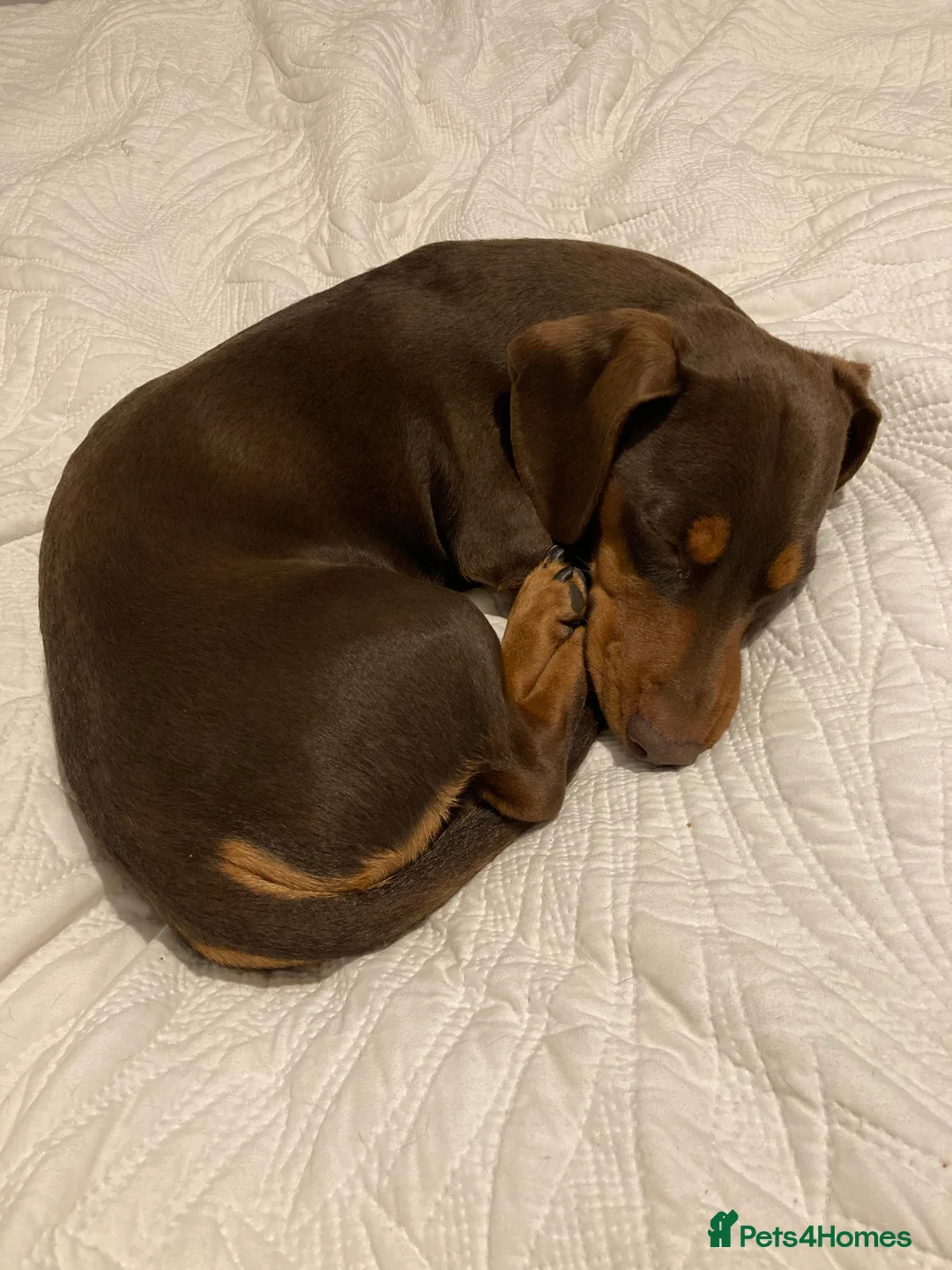 Miniature Dachshund dogs for stud: Miniature Dachshund for stud - Advert 1