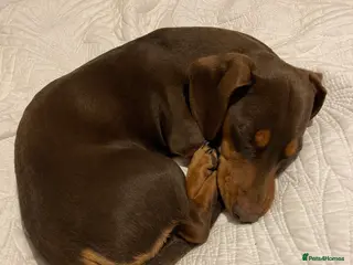 Miniature Dachshund dogs Miniature Dachshund for stud - Advert 22