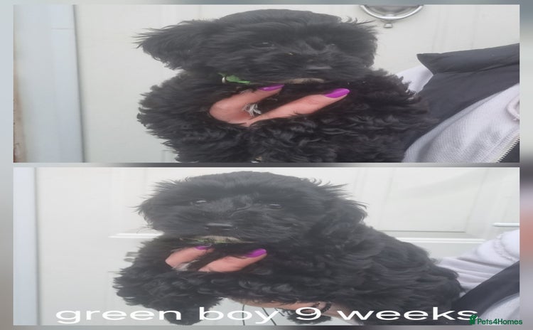 Cockapoo dogs - Advert 1