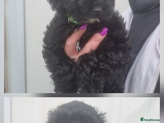 Cockapoo dogs - Advert 3