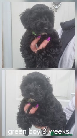 Cockapoo dogs - Advert 1