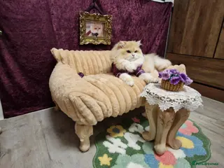 British Longhair cats BLH Golden Tipped NY12 Cheeky green 👀 stud - Advert 14