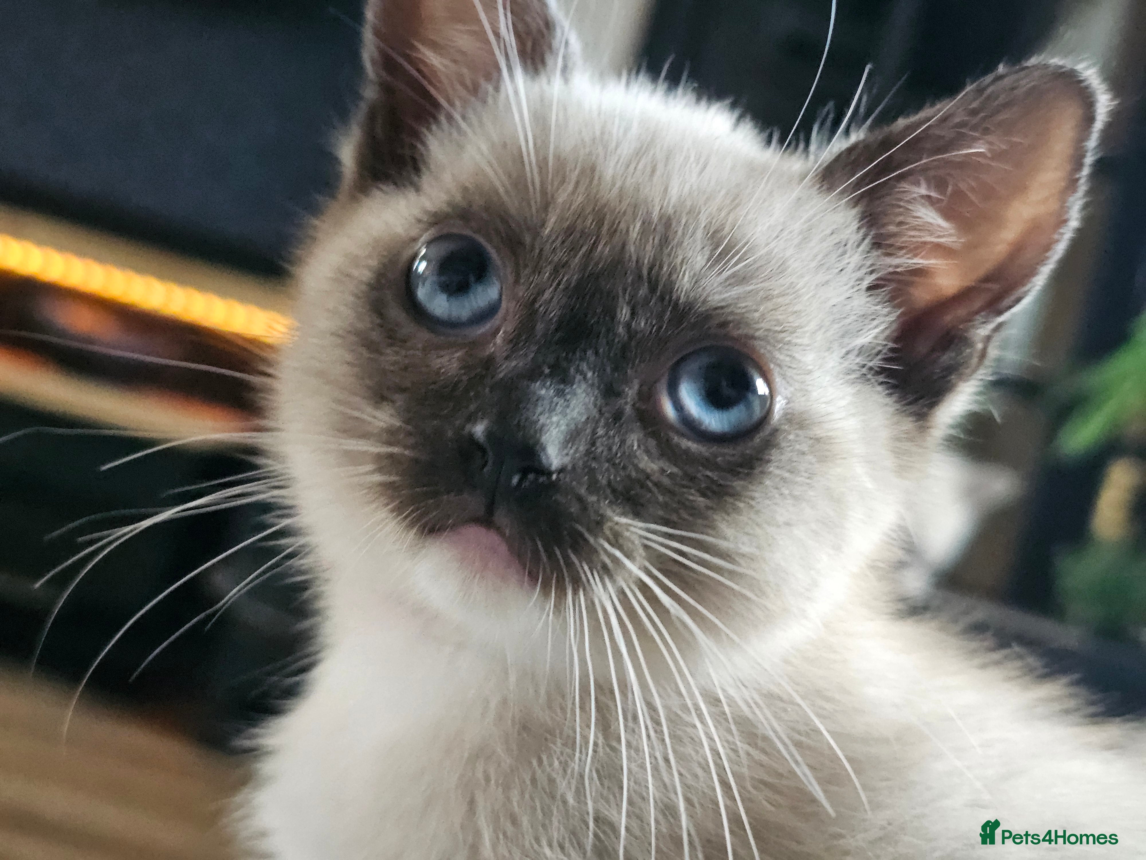 Ragdoll cats Soo cudly and playfull, two litters! - Advert 3