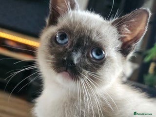 Ragdoll cats Soo cudly and playfull, two litters! - Advert 1