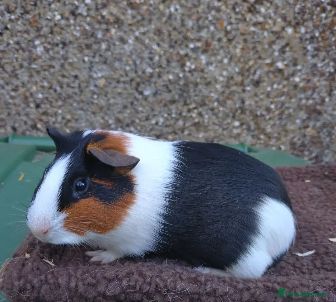 Guinea Pig rodents for sale: Young guinea pigs - Advert 2