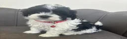 Maltipoo dogs for sale: Gorgeous Maltipoo Pups - Advert 29