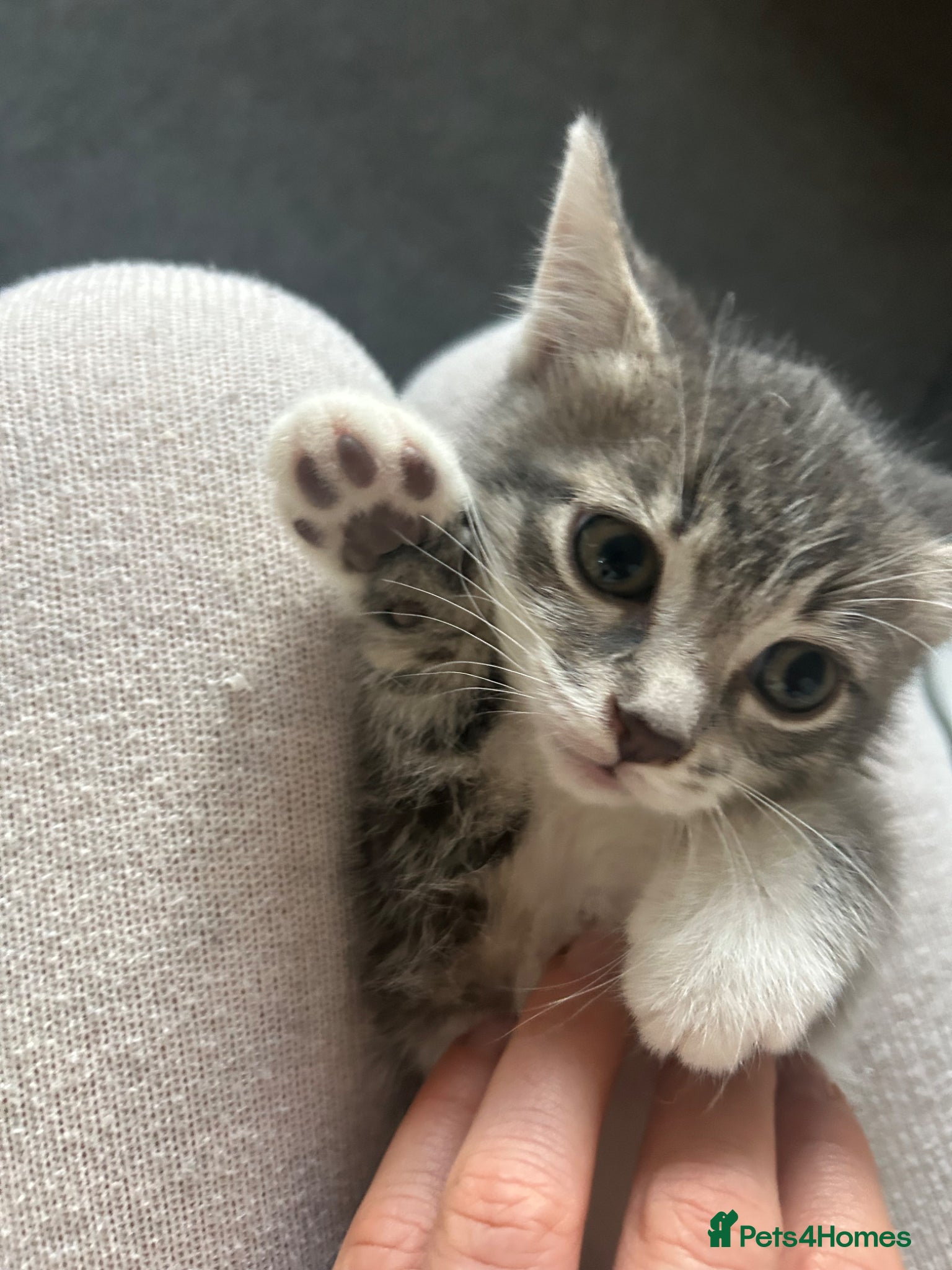 Mixed Breed cats Beautiful Kittens ♥️😻 - Advert 3