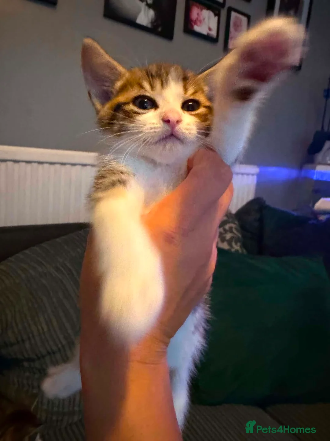 Bengal cats for sale:   😻  Adorable Bengal Mix Kittens 😸 - Advert 2