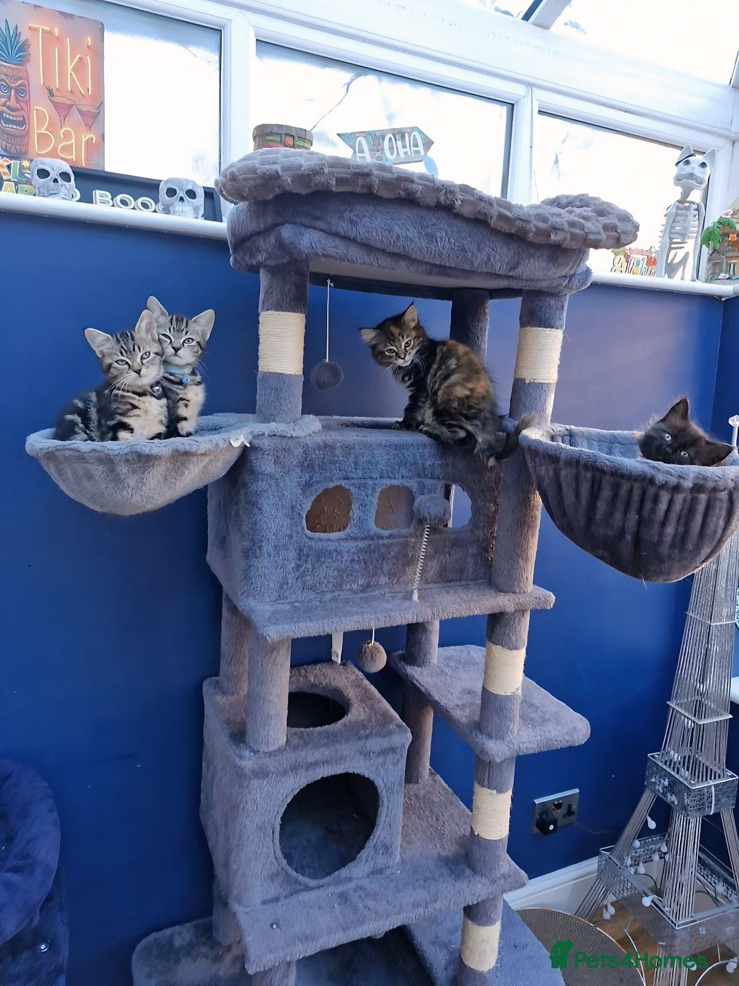 Domestic Shorthair cats for sale: 11 week old kittens ready for their forever homes - Advert 2