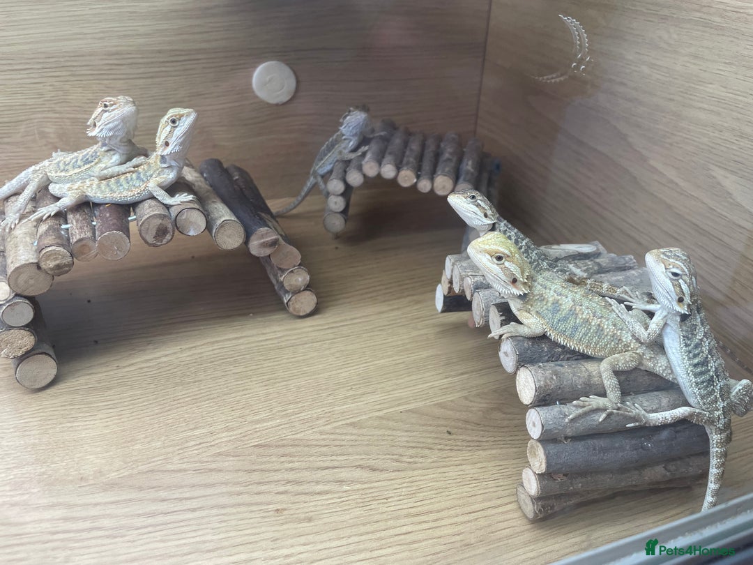 Bearded Dragon reptiles for sale: Hypo Baby Bearded Dragons - Image 4