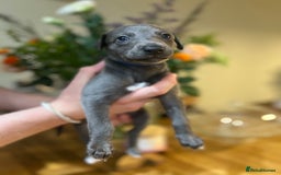 Whippet dogs for sale: 💙 Whippet Puppies – Beautiful Blue Litter 💙 - Image 8