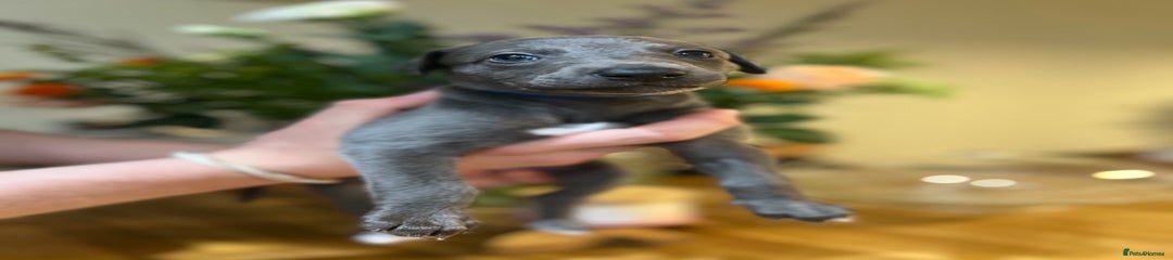 Whippet Puppy 1