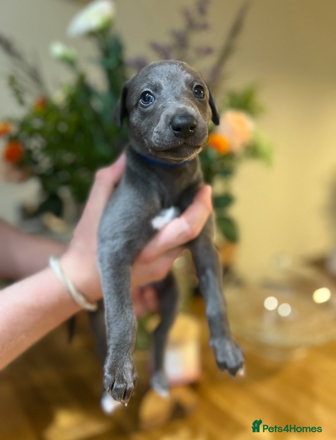 Whippet dogs for sale: 💙 Whippet Puppies – Beautiful Blue Litter 💙 - Image 8