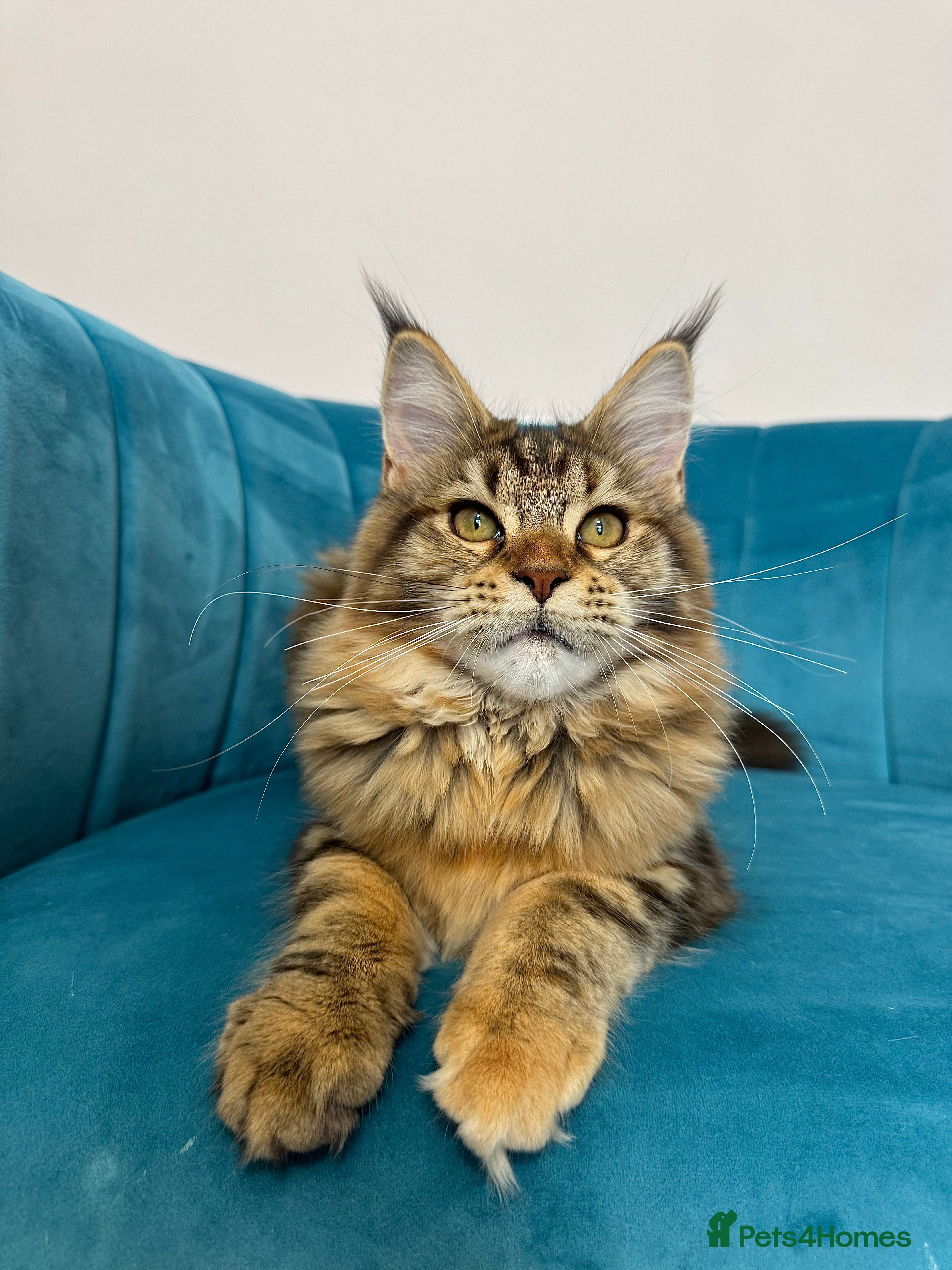 Maine Coon cats TICA Pedigree Registered Maine Coon Kittens - Advert 2