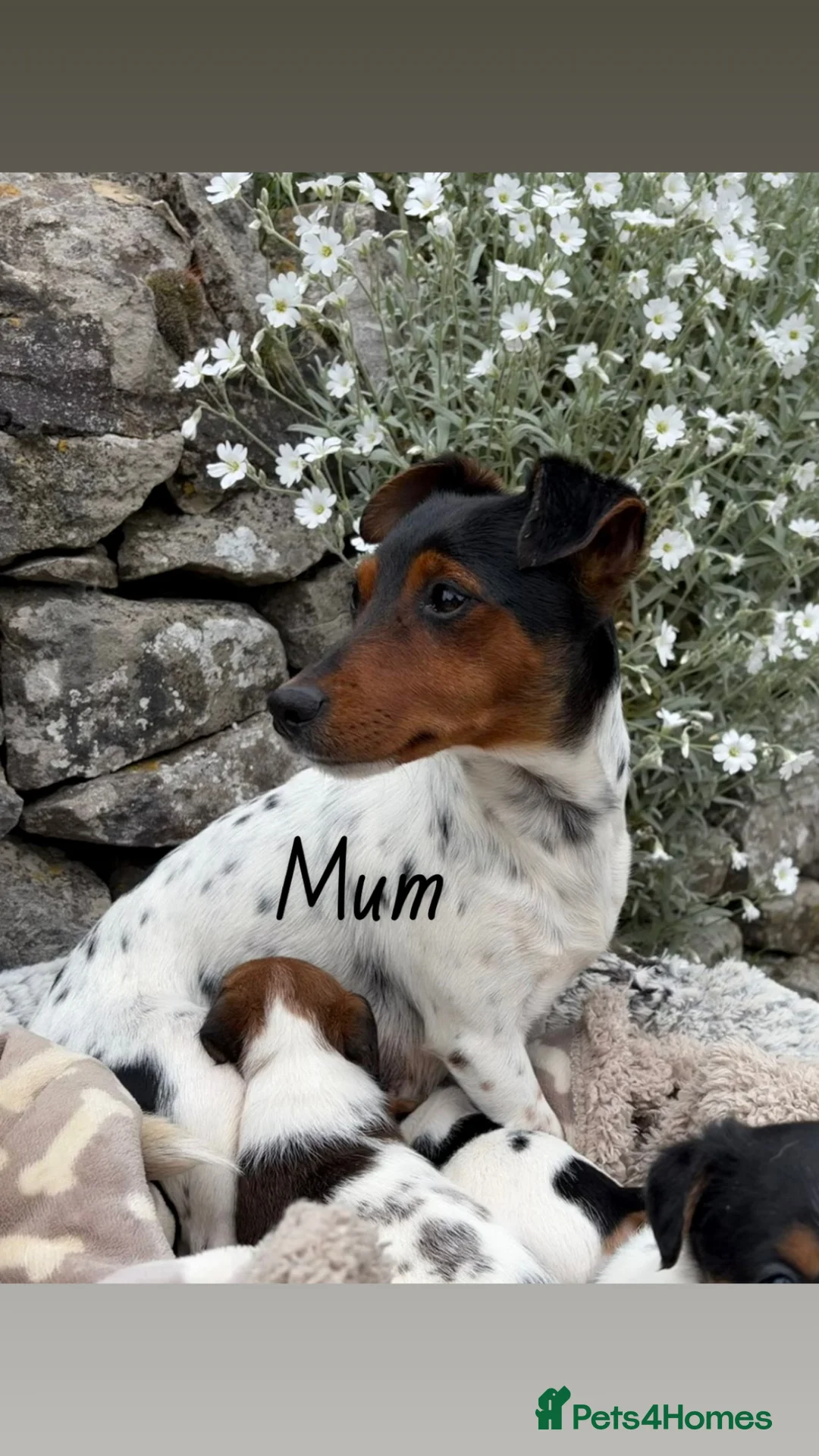 Jack Russell dogs for sale: 2x Jack Russell Puppies Left in Buxton - Advert 4