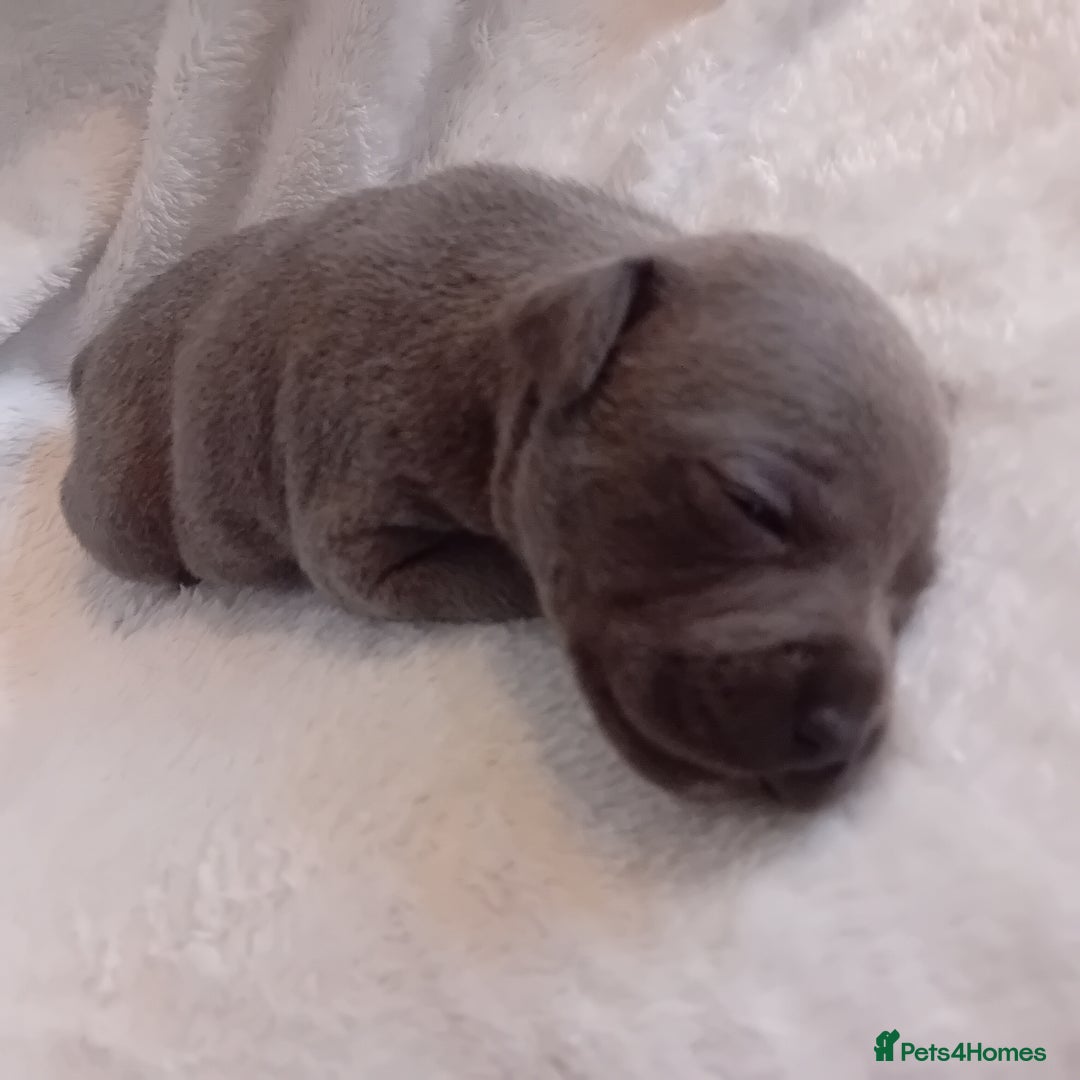 Staffordshire Bull Terrier dogs for sale: Staffordshire bull terrier pups  - Advert 10