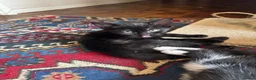Mixed Breed cats for sale: Mixed kitten litter  - Advert 4