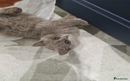 British Shorthair cats for sale: British shorthair kitten READY NOW - Image 6