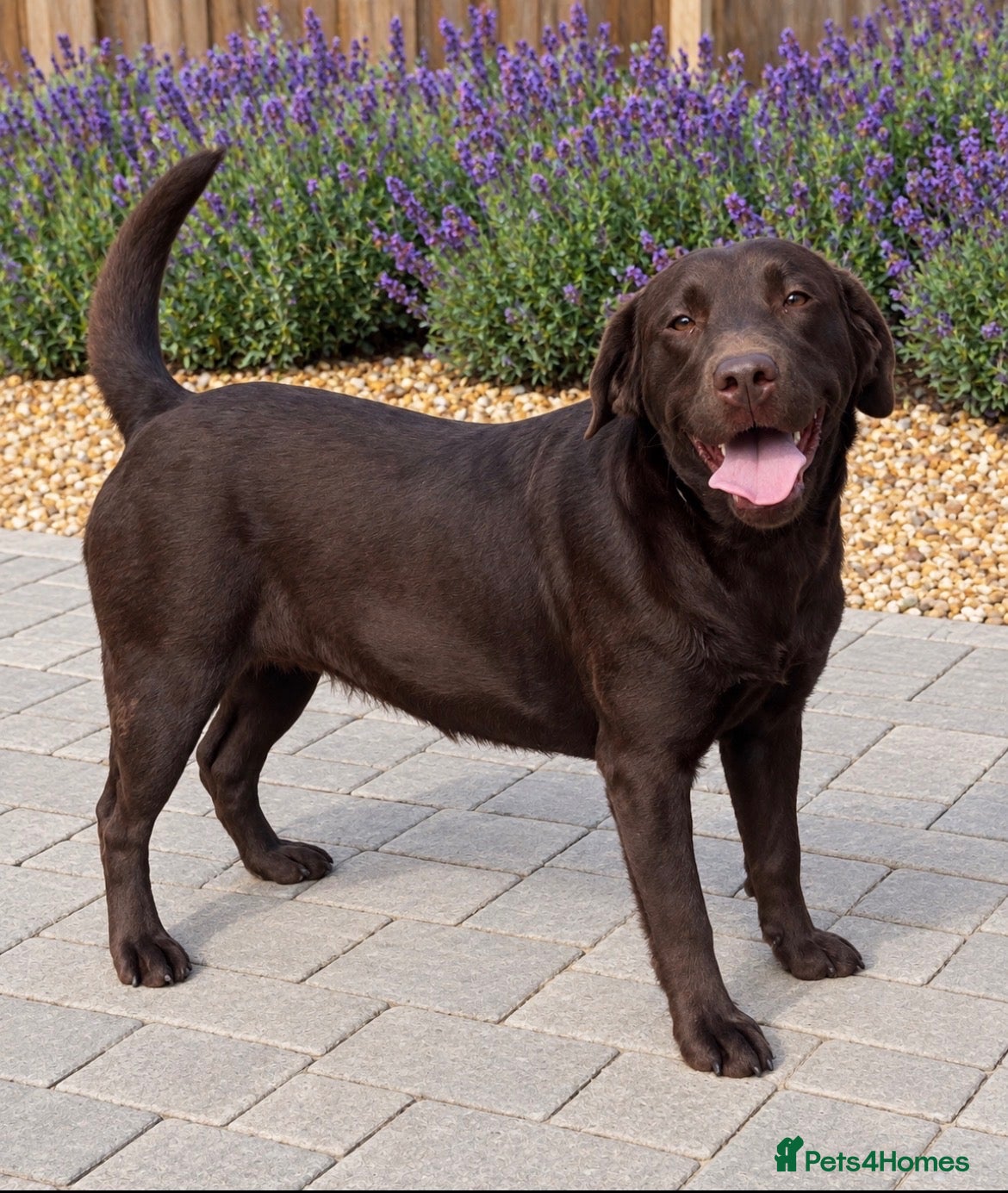 Labrador Retriever dogs Two loving  Labrador sisters for a wonderful home  - Advert 2