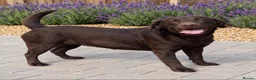 Labrador Retriever dogs for sale: Two loving  Labrador sisters for a wonderful home  - Advert 2