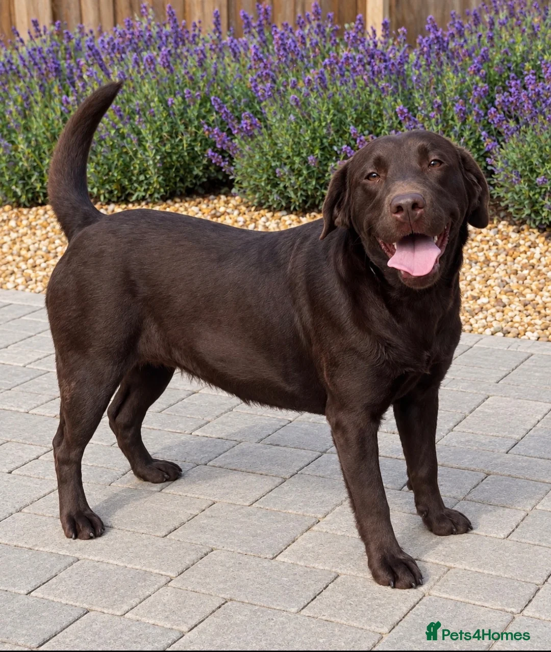 Labrador Retriever dogs for sale: Two loving  Labrador sisters for a wonderful home  - Advert 2