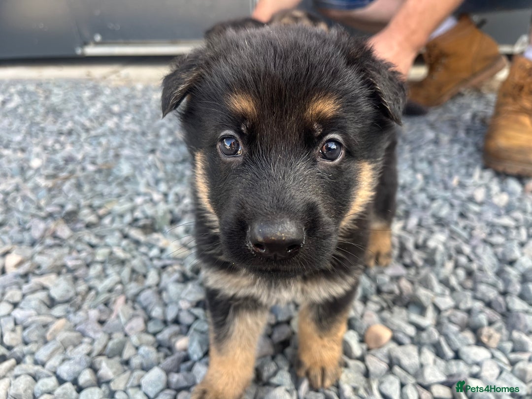 German Shepherd dogs for sale: German shepherd puppies  - Image 5
