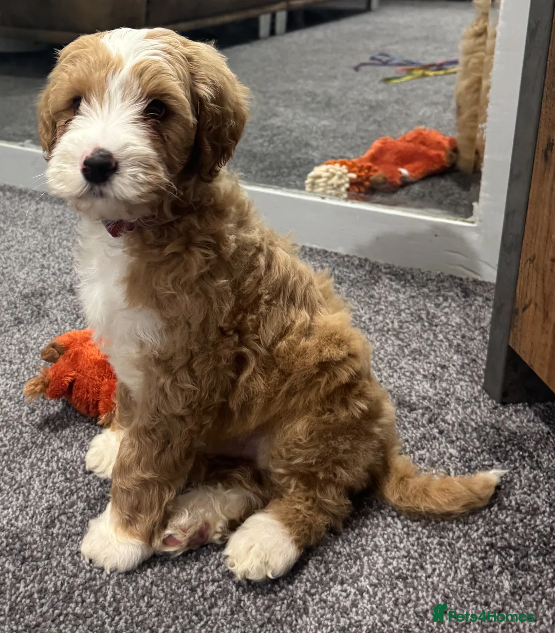 Australian Labradoodle dogs for sale: Multi-Gen Australian Labradoodle Puppies - Advert 9